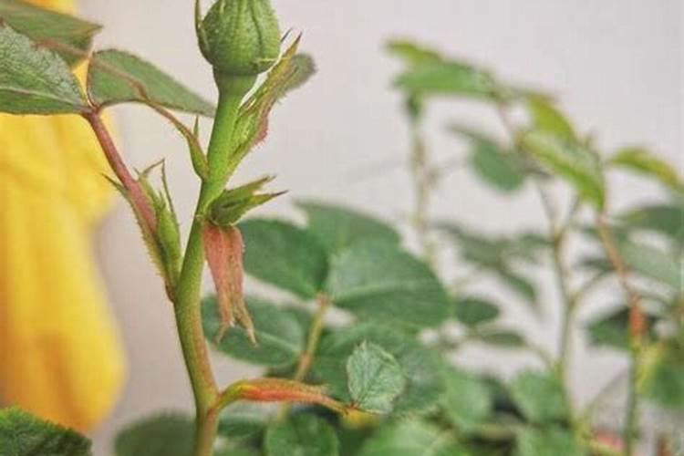 月季的花苞为何蔫了