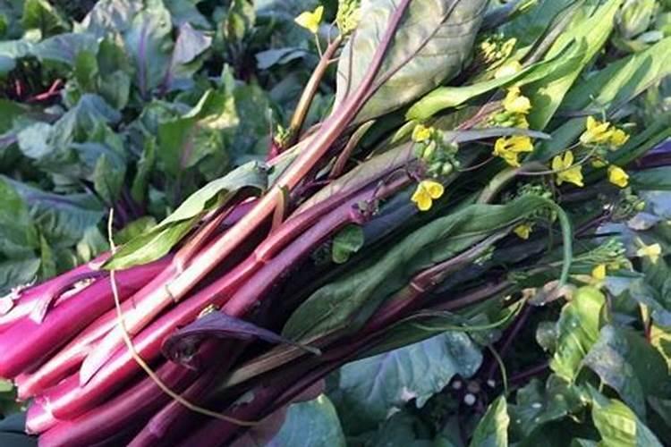 农技 ▌为什么要选择水溶肥？水溶肥有什么好