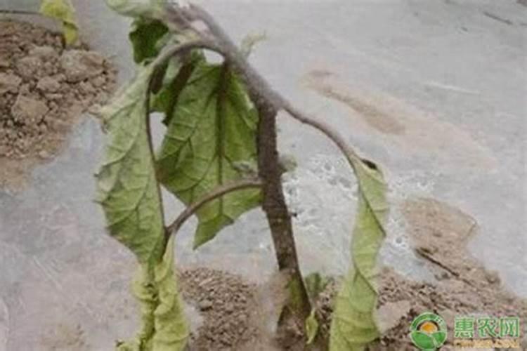 月季施肥和打药要错开时间吗