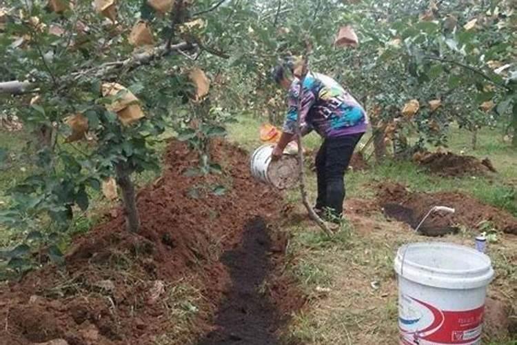 果树基肥施用最佳时期是