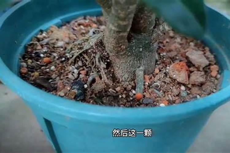 养沙漠玫瑰心得,做好了这几点,也能四季开花不断