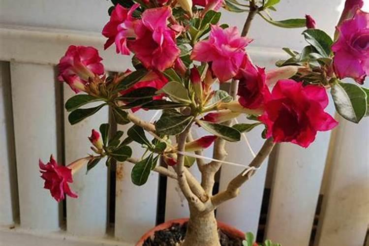 怎么能让沙漠玫瑰开花？