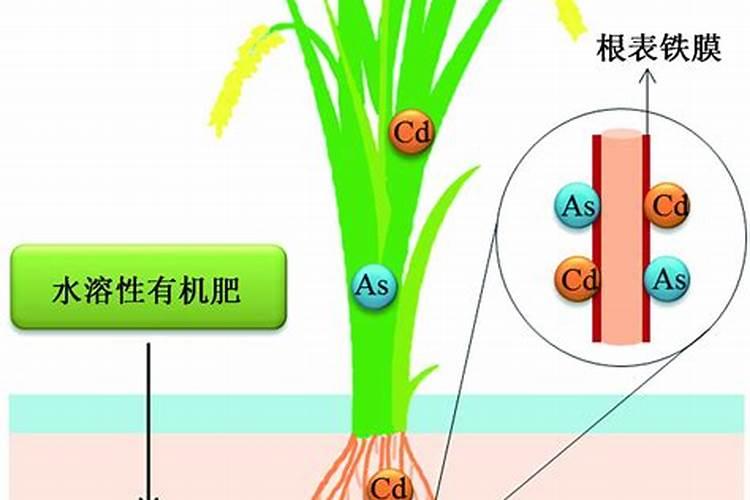 立秋水稻喷叶面肥能贪青吗.