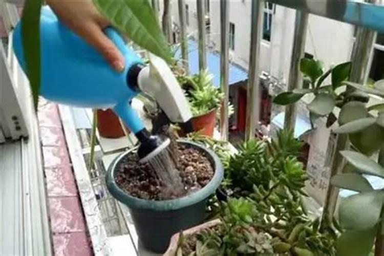 氮肥养花的作用