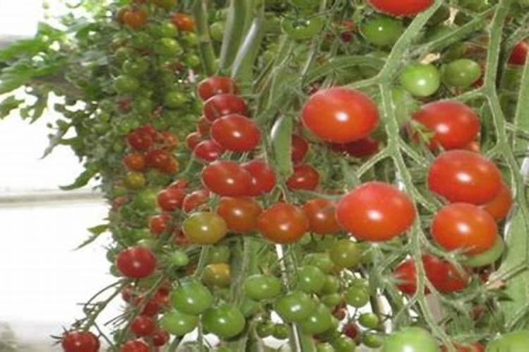 番茄落花落果怎么解决？什么原因造成的呢？