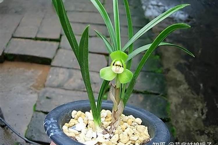 兰花种植后多久可以施肥 兰花种植后何时施肥最佳