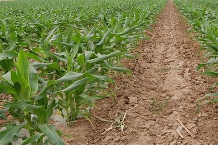 油茶树最佳复合肥