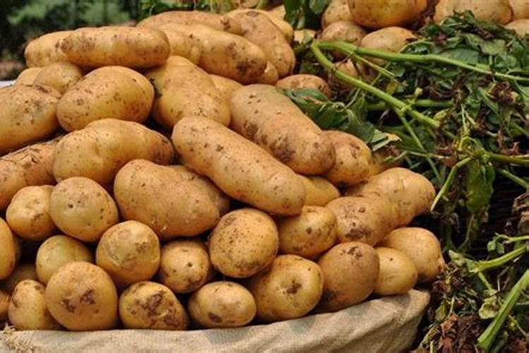 玛斯肽打玉米苗的害处