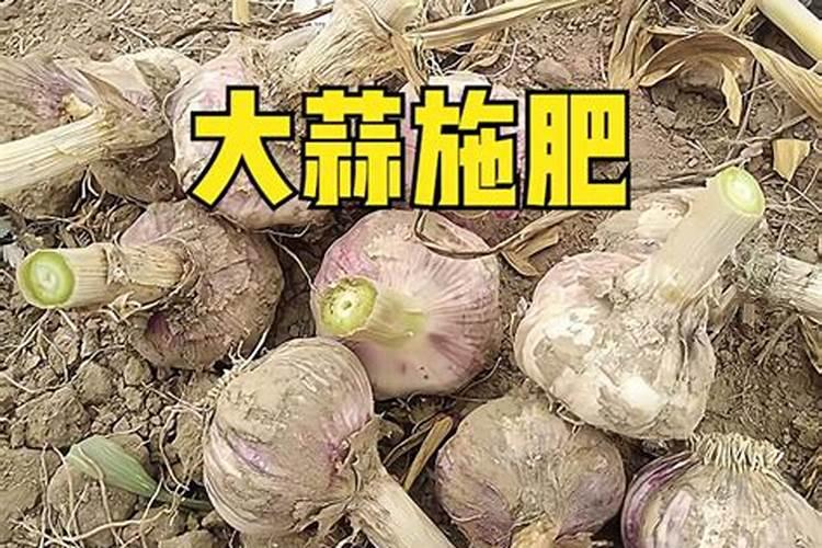 大蒜种植前底肥怎么用