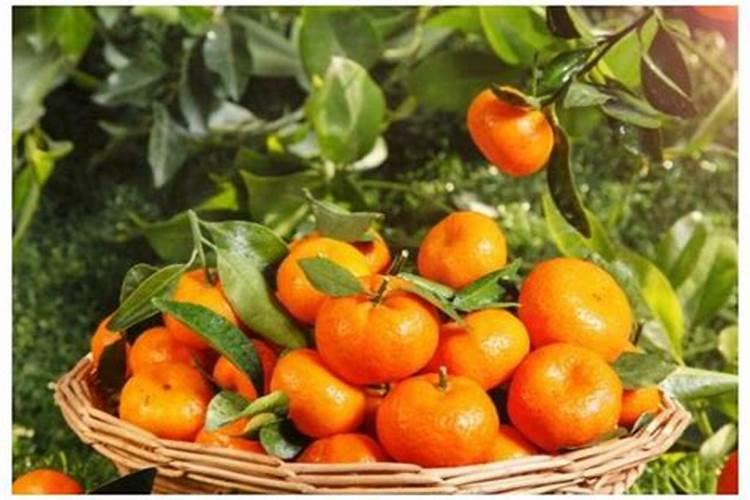 三唑酮可以打丨07杨树苗杀菌不？