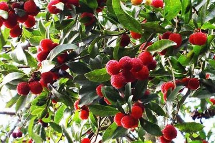 尿素喷叶片的作用