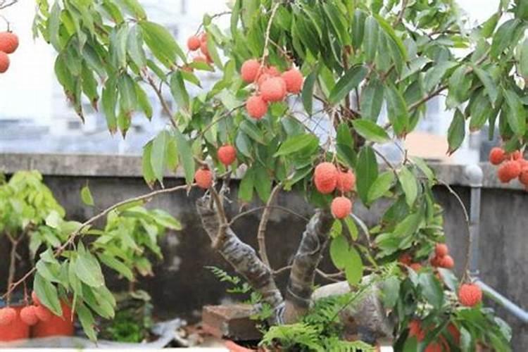 花卉有机肥怎么样使用方法