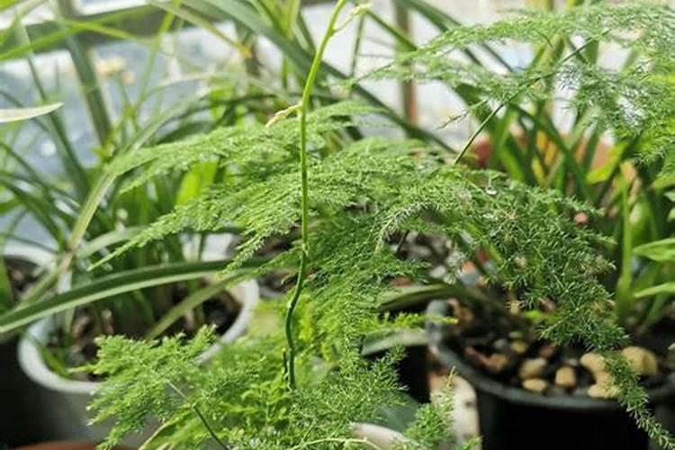 生姜能使用含氯的肥料吗