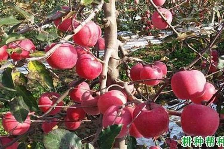苹果开春花前用什么肥料