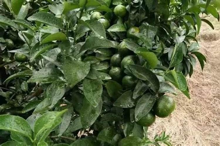 柑橘黄叶病要哪种肥料最好