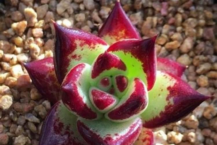 田间追施钾肥哪种吸收效果好？矿源黄腐酸怎么样