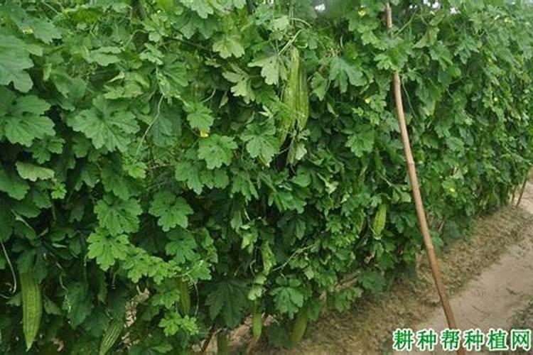 苦瓜的施肥技巧