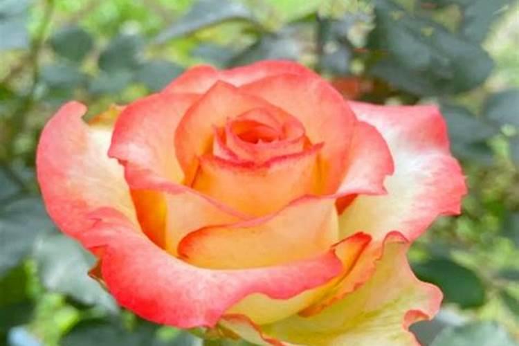 藤本月季夏天施什么肥