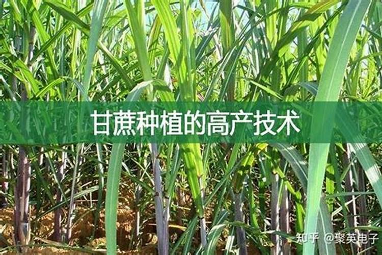 砂糖橘如何施肥 分享种植砂糖橘施肥技术经验