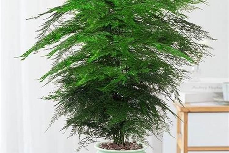 云竹浇什么水好