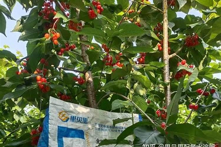 大樱桃树盛果期施肥的方法有什么？什么时间施肥最合适？