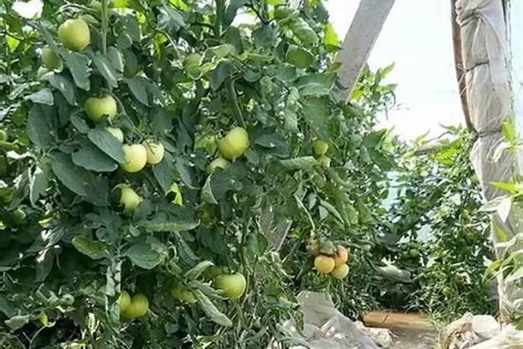 西红柿什么时候施肥