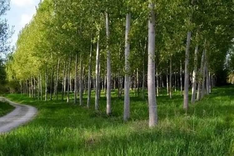 种红薯喷什么红薯高产