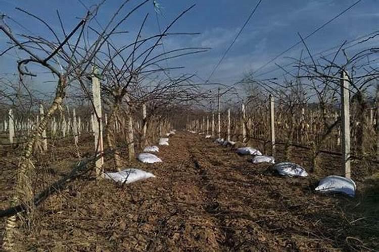 猕猴桃幼树冬季施肥方法