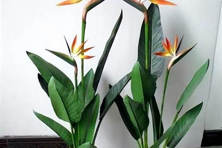 鹤望兰施肥方法及注意事项