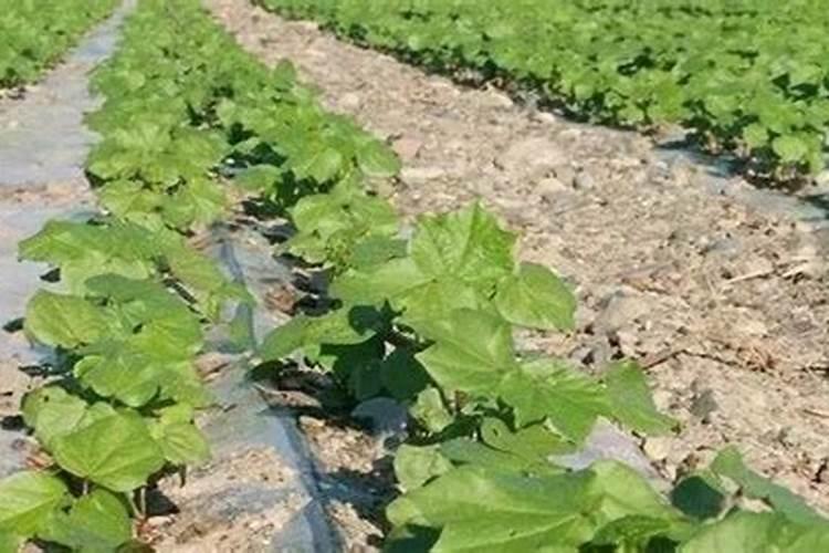 全职法师阿莎蕊雅结局