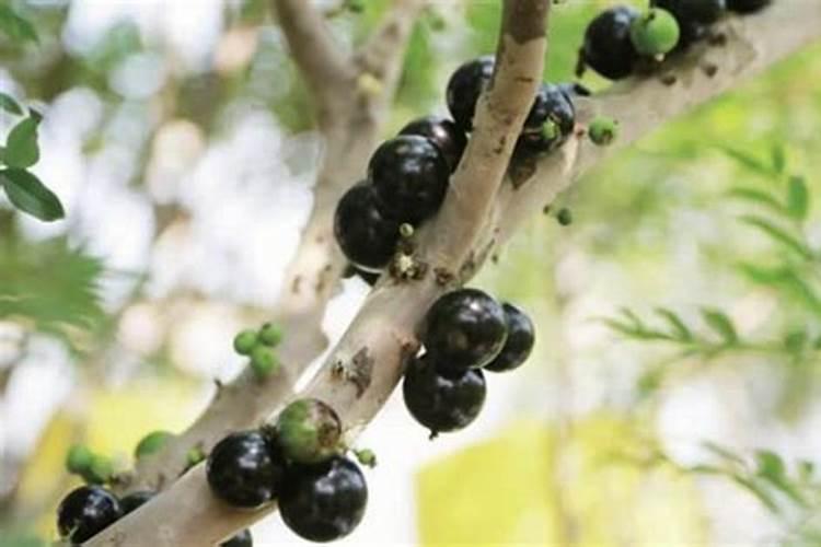 嘉宝果施什么肥催花结果 嘉宝果施什么肥好