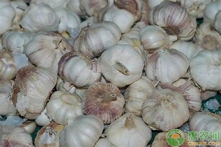 土壤怎么改良？矿源黄腐酸钾有效吗？