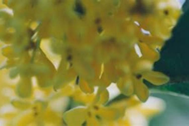 桂花树什么时候施肥