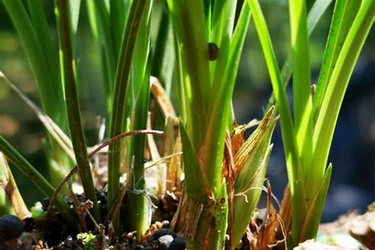 白兰花用什么肥料最好(白兰花怎么施肥长得快开花多)