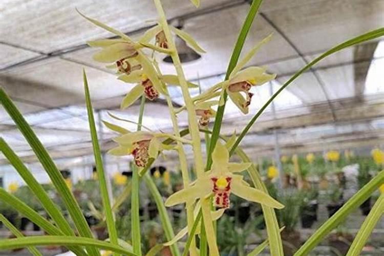 用什么给兰花施肥比较好