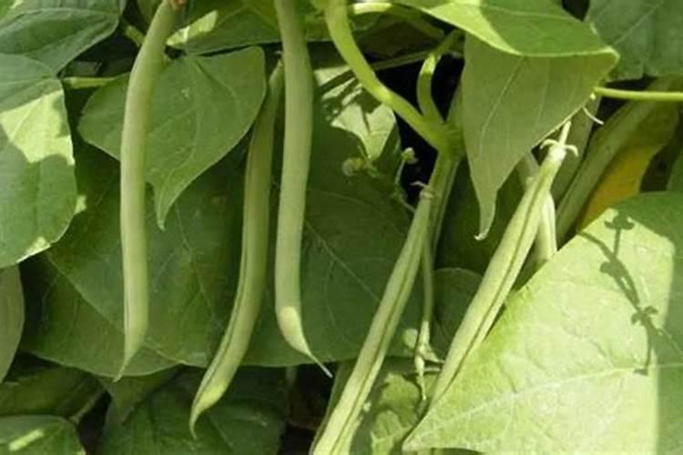 四季豆最佳的施肥时间 四季豆什么时候施肥