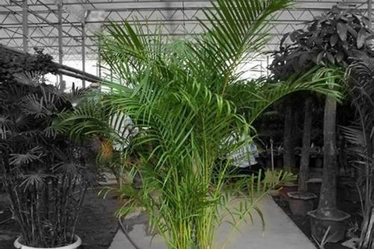 散尾葵用什么肥料最好