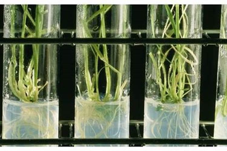 生根水能直接浇土里吗