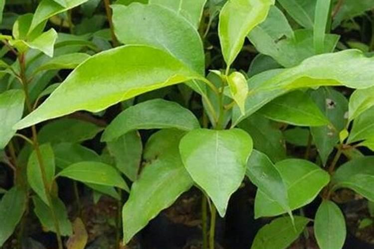 树叶埋在土里可以成为肥料吗