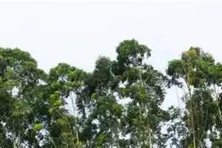 桉树用什么肥料最合适