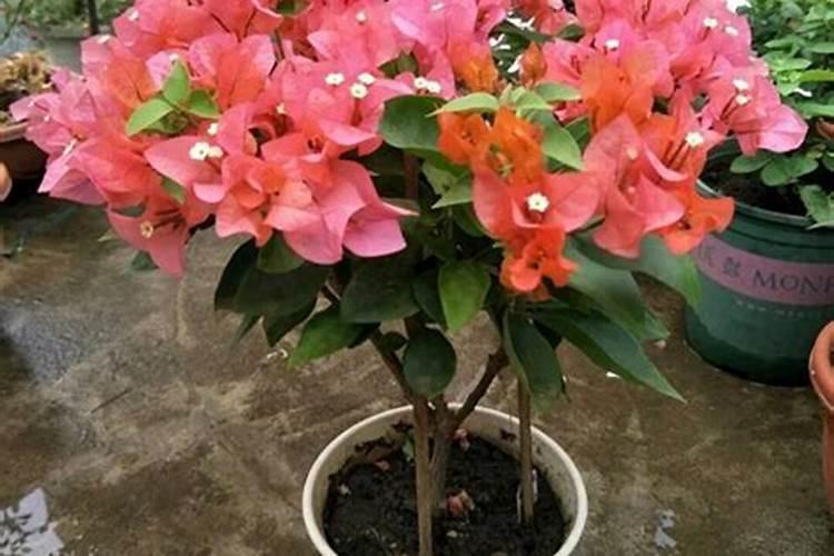 三角梅长出花苞后怎么浇水,施肥