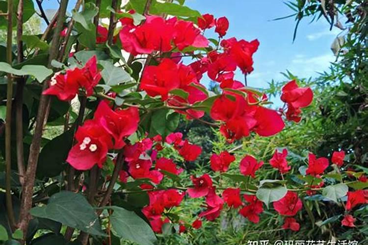 三角梅有花苞怎么施肥 注意事项有哪些