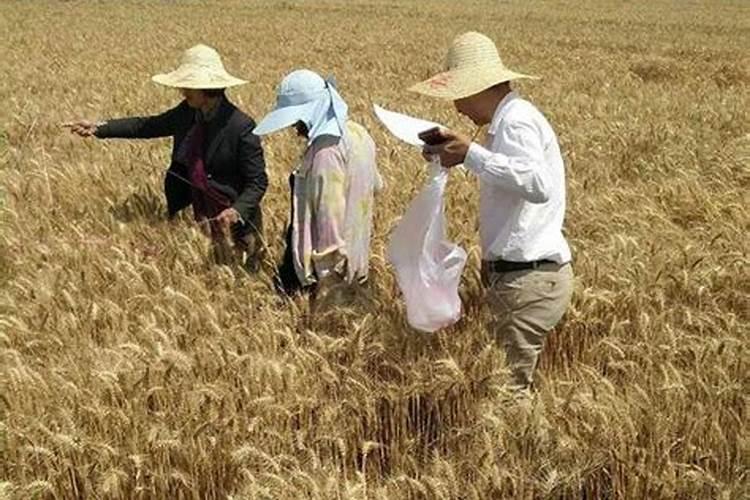 小麦叶面肥哪个好