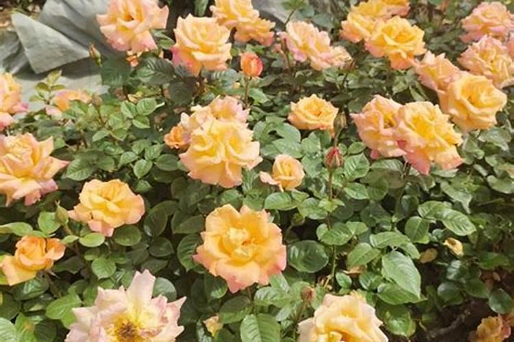 磷酸二氢钾浇月季花使用方法