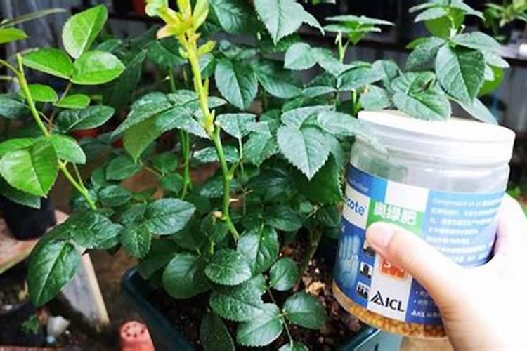 月季施肥用什么肥料好别乱用不然只长叶不开花