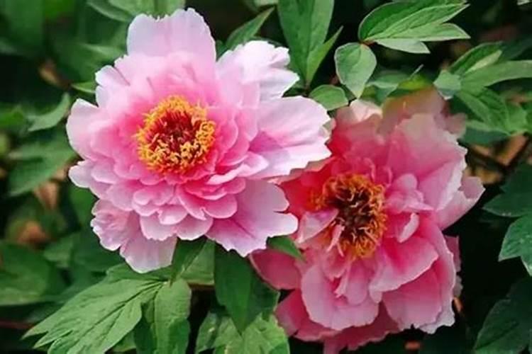 牡丹叶面肥打什么