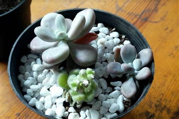 玉米扬花期能打叶面肥吗