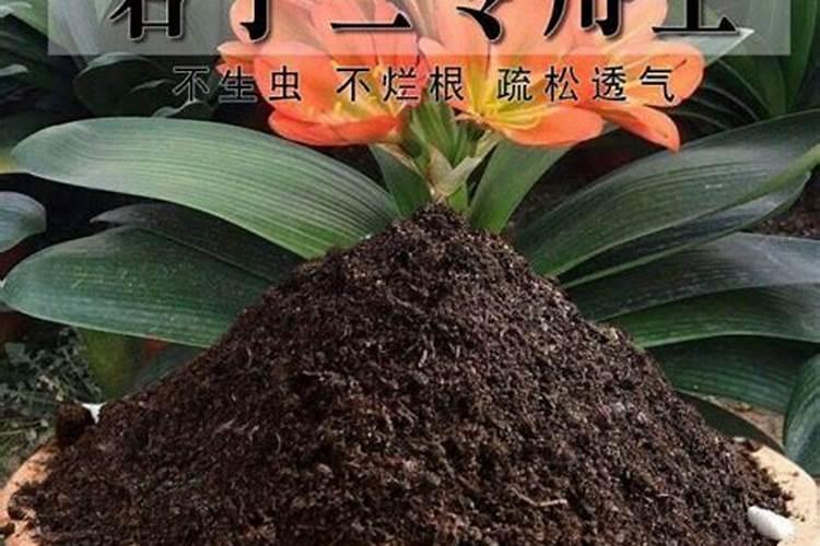 移栽的花苗多久施肥 移栽后的花苗什么时候需要施肥？