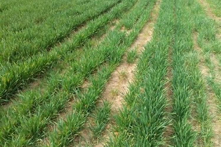 菠菜需什么叶面肥最好