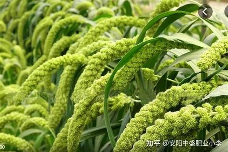 种谷子用什么肥料好